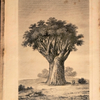 The drachenbaun auf Orotava. J. A. Joulp, 1830