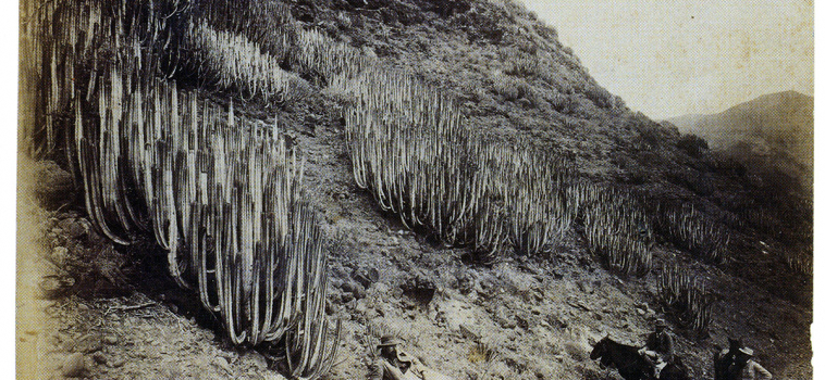 In the Valley of Agaete